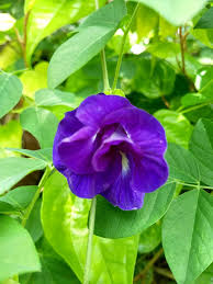 Image result for Clitoria ternatea