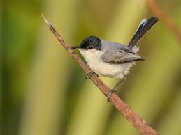 Image result for Gnidia stenophylla