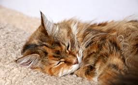 A tumour is the uncontrolled growth of microscopic body. How To Detect A Tumor In My Cat World News Business Lifestyle Entertainment Site