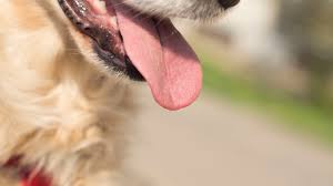 My dog has breathing problems. How To Treat Hyperventilation In Dogs
