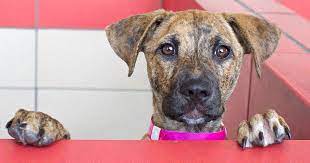 Turn left at the racetrac. Alpharetta Dogs Atlanta Humane Society
