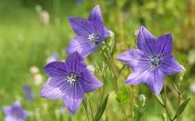 Image result for Campanula