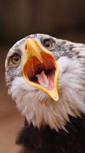 Bird With Big Mouth And Eyes Eagle With It S Mouth Open Bird Eagle Animals