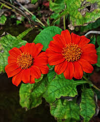 Image result for Tithonia rotundifolia