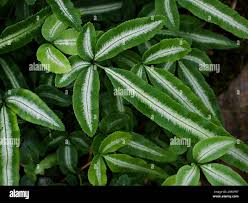Image result for Pteris atrovirens