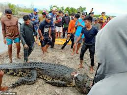 Cari tau kebenarannya di sini! Mengerikan Penduduk Tempatan Membelah Perut Buaya Dan Mengeluarkan Anggota Tubuh Mangsa Dibaham Orangmuo My