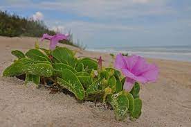 Have a landscaper in melbourne beach contact you. Pin On Suculentas