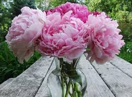 Our favourites include luxury peonies (from £50), coral charm (from £75) and bubblegum delight, featured above. Co Op Reports Booming Sales Of British Flowers Headed By Peonies News The Grocer