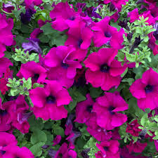 Huge, new discounts listed daily! Petunia Plants Surfinia Purple Suttons