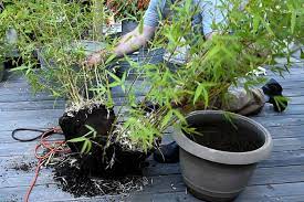 Maybe you would like to learn more about one of these? How To Propagate Bamboo Flower Patch Farmhouse