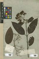 Image result for Harungana montana