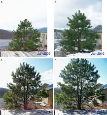 Growth Of A Pine Tree The American Biology Teacher