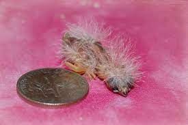 Never Touch A Baby Zebra Finch Because They Re Extremely Fragile Your Sent Might Drive Away The Mother And You Have To Raise The Nymphensittich Sittich Nymphe