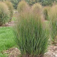 Image result for Panicum monticola