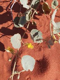 Image result for Triumfetta tomentosa