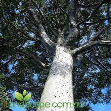 Image result for Agathis