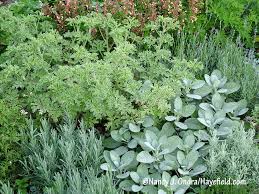 Image result for Pelargonium domesticum round-leaved bushy