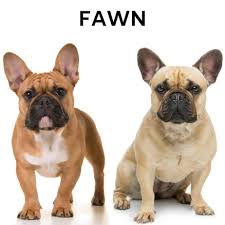 They have a solid coat with the signature eggshell color seen in the base of the pied like the blue fawn, the blue brindle french bulldog has the same double recessive dilute genes. What Colors Do French Bulldogs Come In Plus Image Guide