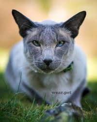 Close Up Of A Grey Cat Pets Cats Animals