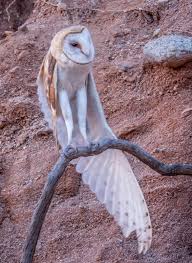 The barn owl is our most easily identifiable owl; Feather Tailed Stories Barn Owl