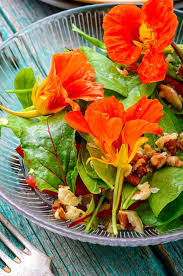 All seeds available in our store stand out with high quality and germinatiom capacity, because they are supplied by proven producers only. How To Plant Grow And Harvest Nasturtium Herb