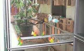Cara ternak lovebird agar cepat bertelur. Cara Mudah Ternak Lovebird Agar Cepat Bertelur Untuk Pemula
