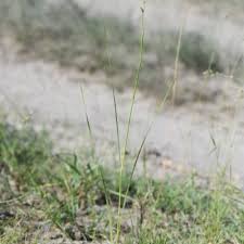Image result for Gladiolus permeabilis