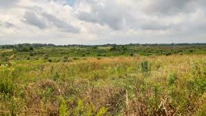 Check spelling or type a new query. Midewin National Tallgrass Prairie A Global Treasure