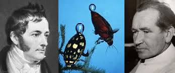 William Henry, Richard Ege and the water beetles