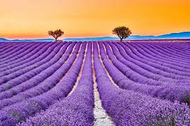 500 True ENGLISH LAVENDER VERA Lavandula Angustifolia Vera Herb Purple  Flower Seeds
