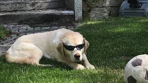 Wasser In Der Lunge Was Bedeutet Das Genau Tiermedizin Simplified