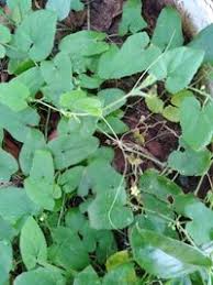 Image result for Kedrostis foetidissima