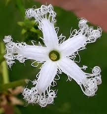 Image result for Eureiandra sp. A