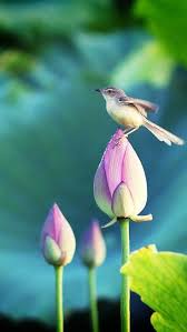 Pin By Anne Moradi On Bewitchingbokeh Hd Nature Wallpapers Nature Wallpaper Lotus Flower Wallpaper