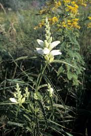 Image result for Blotiella glabra