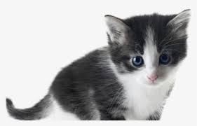 Over 85,582 kitten pictures to choose from, with no signup needed. Free Kitten Clip Art With No Background Clipartkey