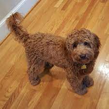 1 hour from ok, 3 hours from la & ar. F1b Petite Goldendoodles