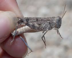 Image result for Polyceratocarpus gossweileri