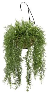 Defined by vibrant green foliage with a frilly, feathery feel, the asparagus fern is a textural, unique houseplant. Faux Asparagus Fern Hanging Basket Tropical Artificial Plants And Trees By House Of Silk Flowers Inc Houzz