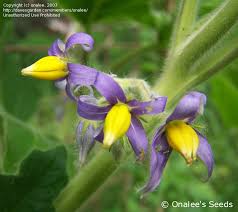 Image result for Solanum mammosum