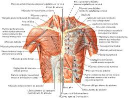 Chest muscles anatomy for bodybuilders. Chest Muscles Anatomy Class