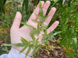 Image result for Lygodium