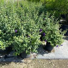 Image result for Thunbergia crispa