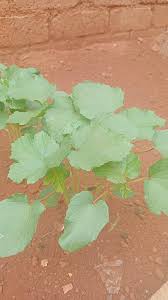 Image result for Polystachya holmesiana