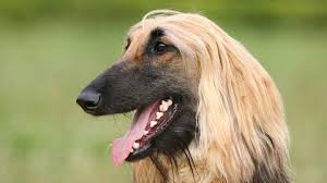Afghan hounds bond closely with a single person, and sometimes, a whole family. Afghan Hound Price Temperament Life Span