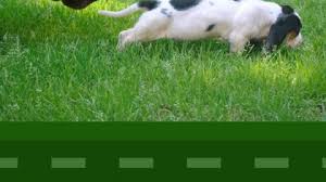 If you need to pee, do so before starting. 5 Tips For Taking Your Pet S Poop Sample To The Vet My Brown Newfies