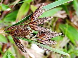 Image result for Vahlia dichotoma