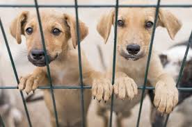 How much does a lab puppy cost? How Much Does It Cost To Adopt A Labrador Retriever Dogs Tree