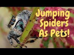 Keeping Pet Jumping Spiders Youtube Jumping Spider Pets Spider