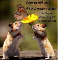 Fresh animal mother love quotes. Pin By Glenda Collins Emerson On Months And Days Of The Week Cute Animals Cute Hamsters Super Cute Animals